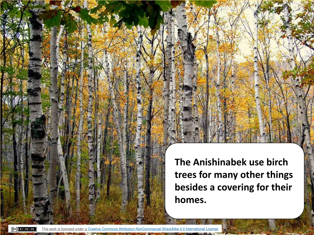the anishinabek use birch trees for many other
