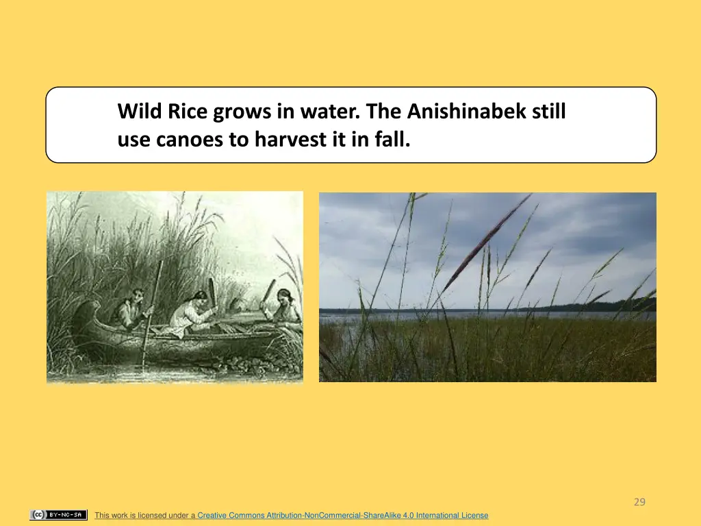 wild rice grows in water the anishinabek still