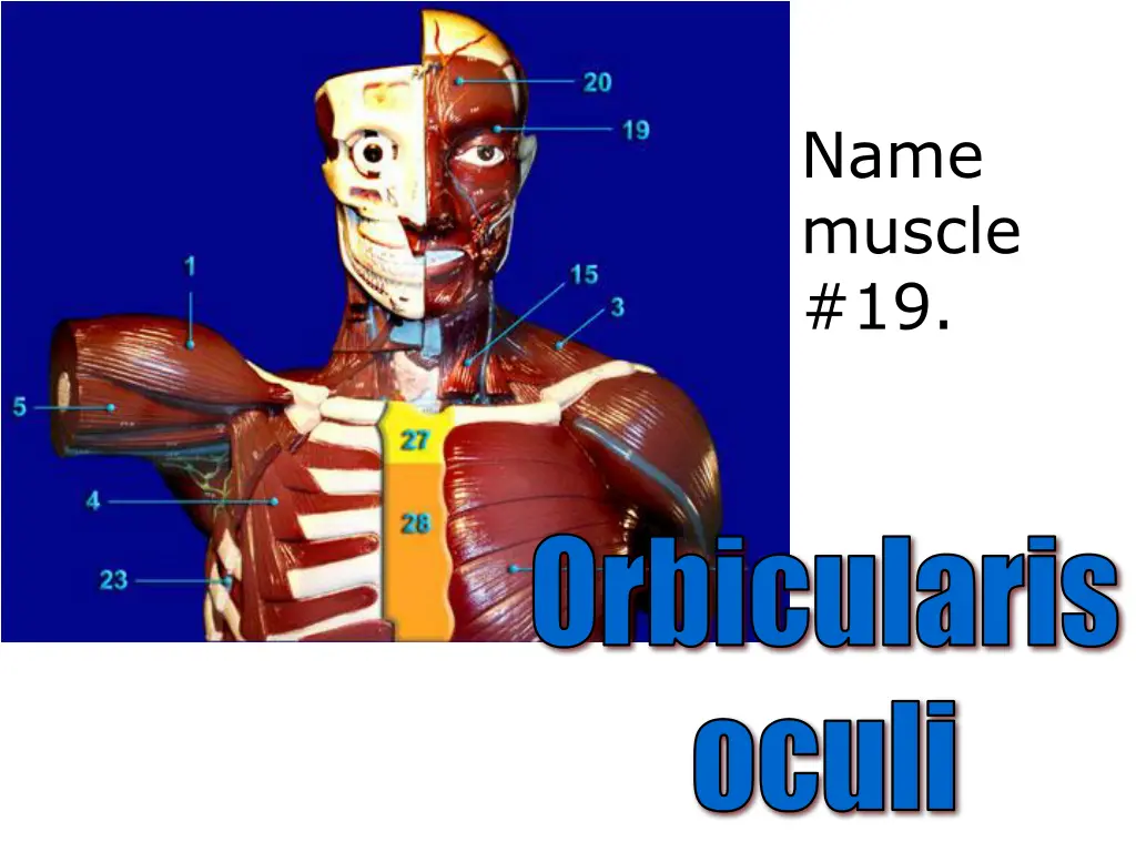 name muscle 19