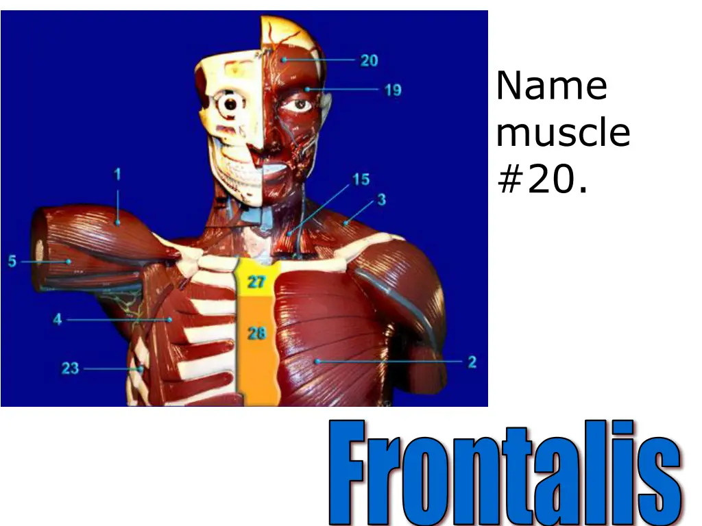 name muscle 20