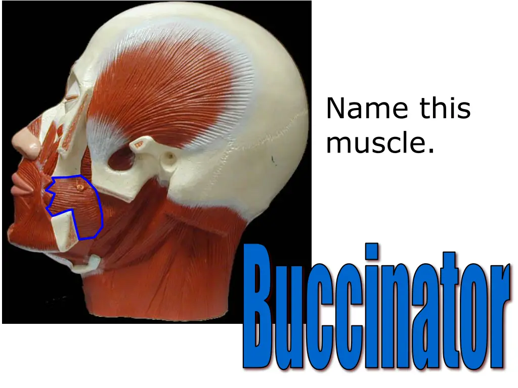 name this muscle 2