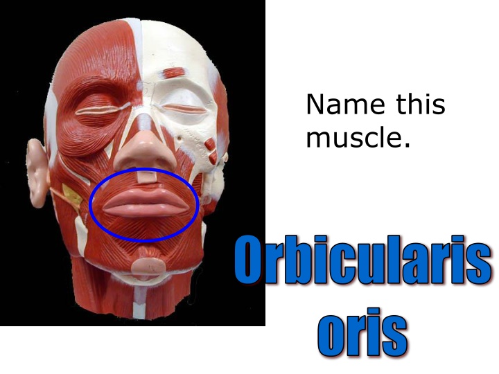 name this muscle