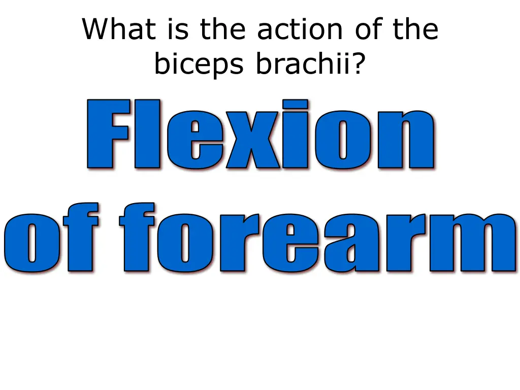 what is the action of the biceps brachii