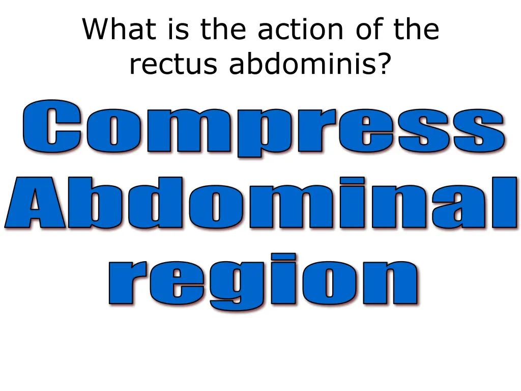 what is the action of the rectus abdominis