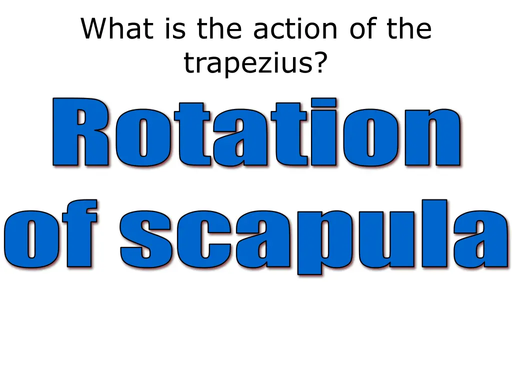 what is the action of the trapezius