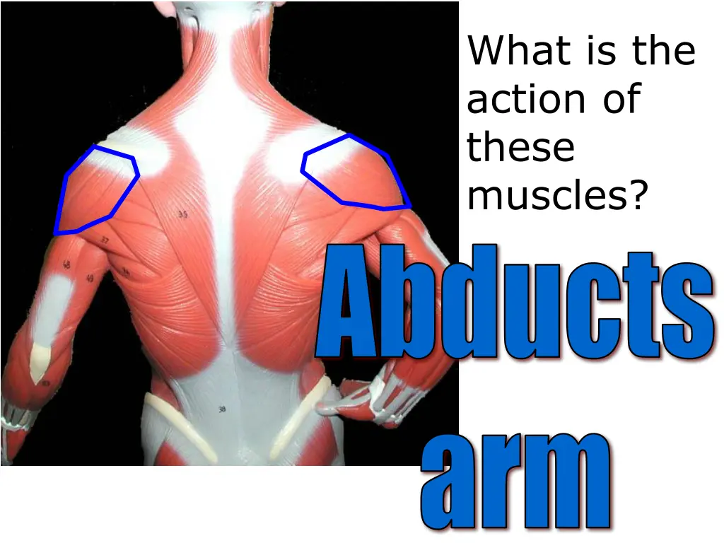 what is the action of these muscles