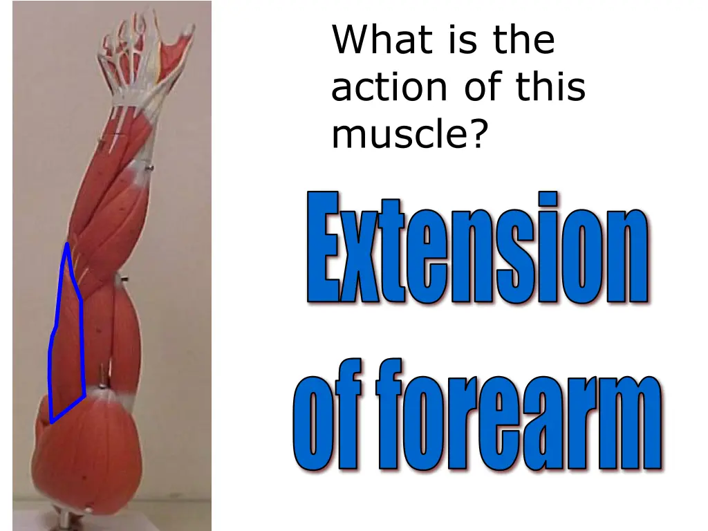 what is the action of this muscle 1
