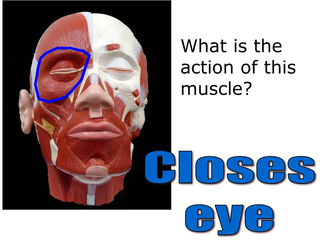 what is the action of this muscle 2