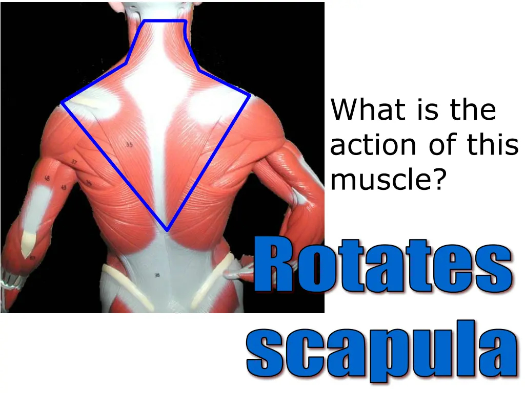 what is the action of this muscle 3