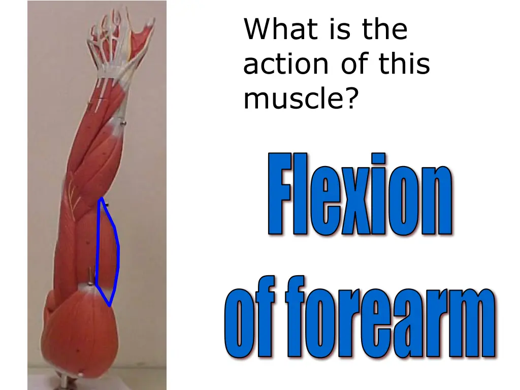 what is the action of this muscle 4