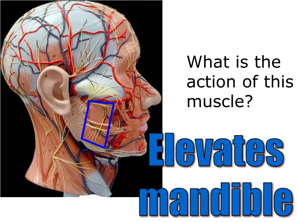 what is the action of this muscle 5