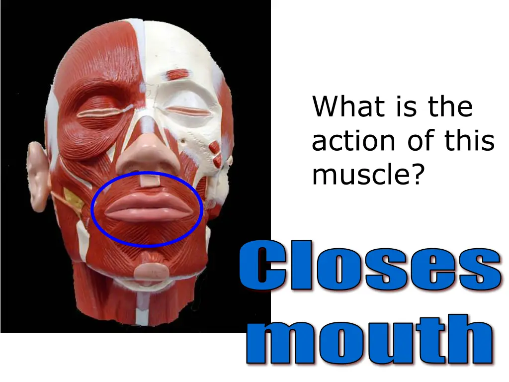 what is the action of this muscle