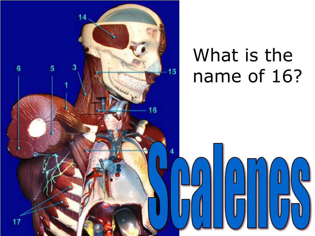 what is the name of 16