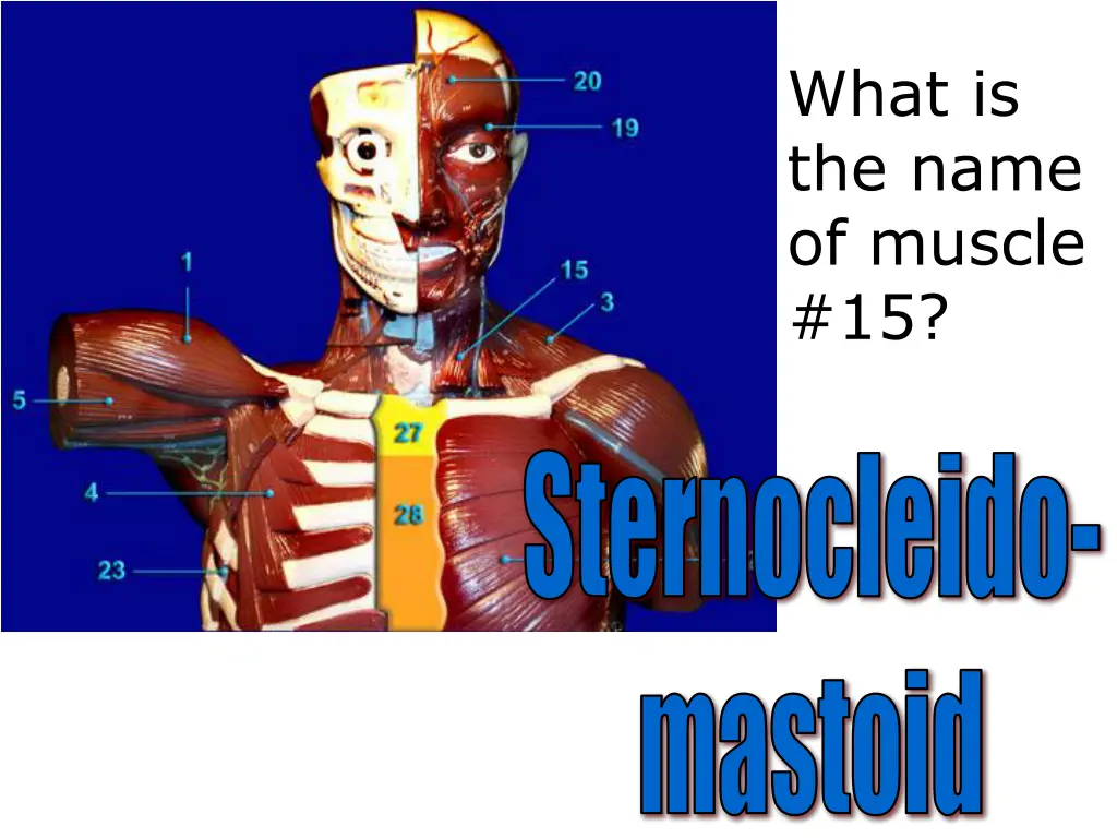 what is the name of muscle 15