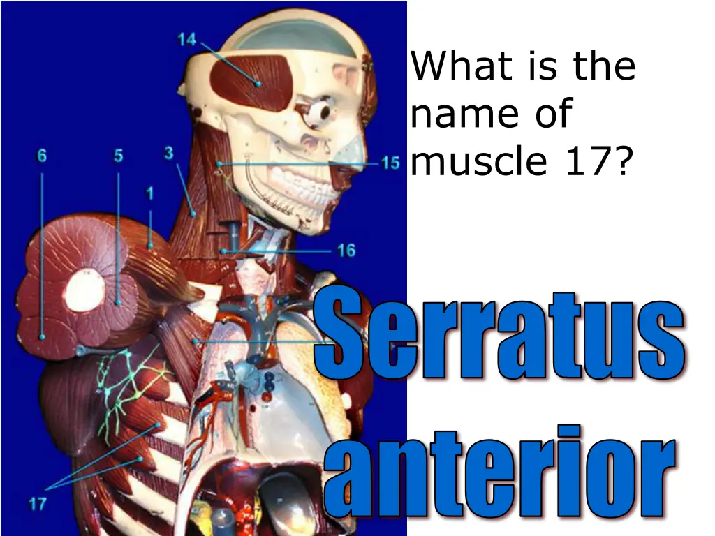 what is the name of muscle 17