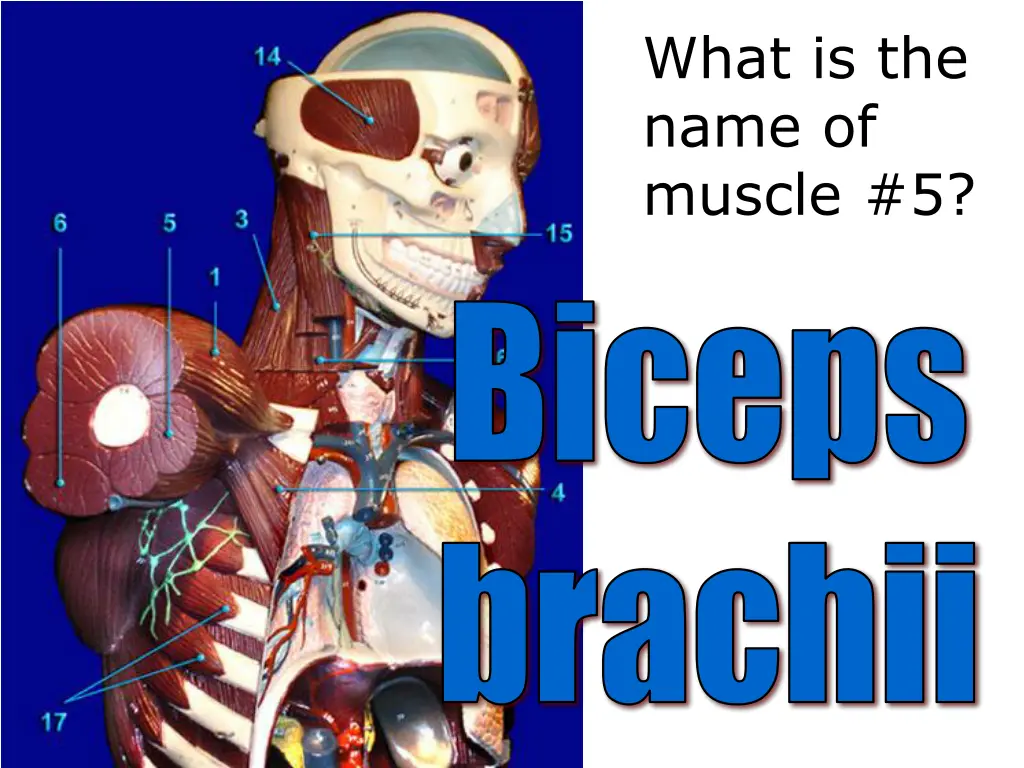 what is the name of muscle 5
