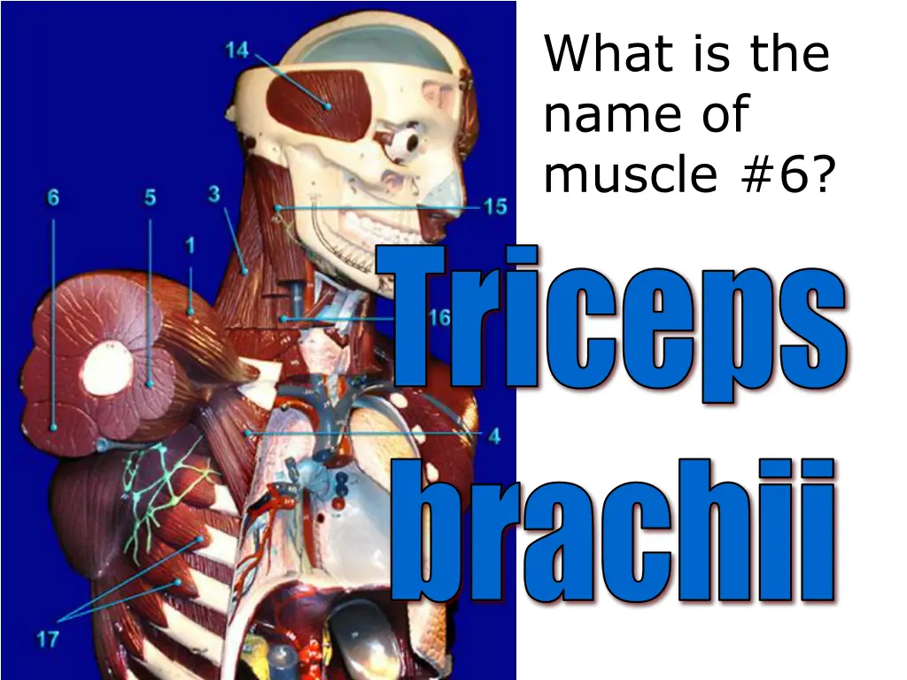 what is the name of muscle 6