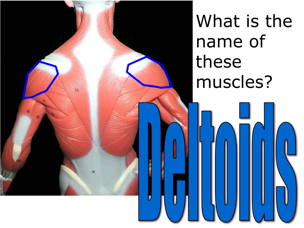 what is the name of these muscles 1