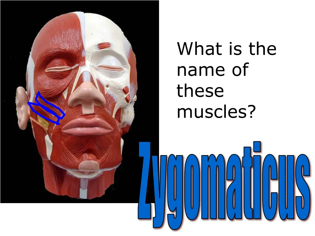what is the name of these muscles 2