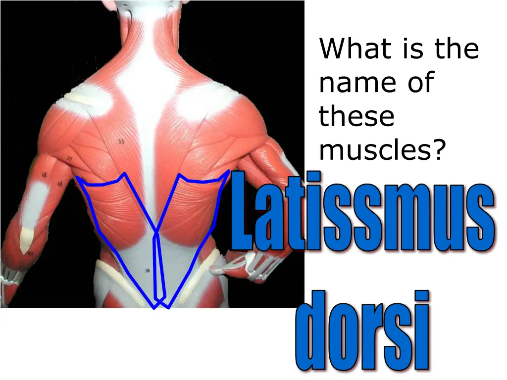 what is the name of these muscles latissmus