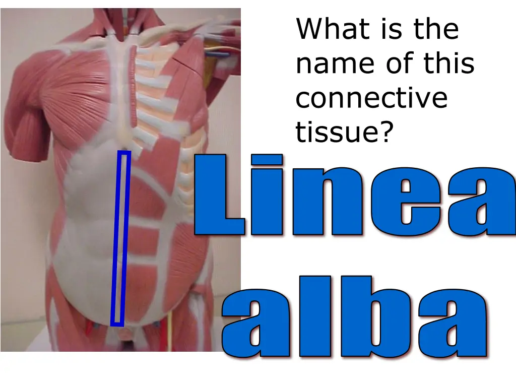 what is the name of this connective tissue linea
