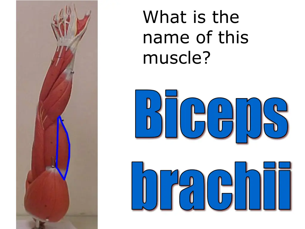 what is the name of this muscle 1