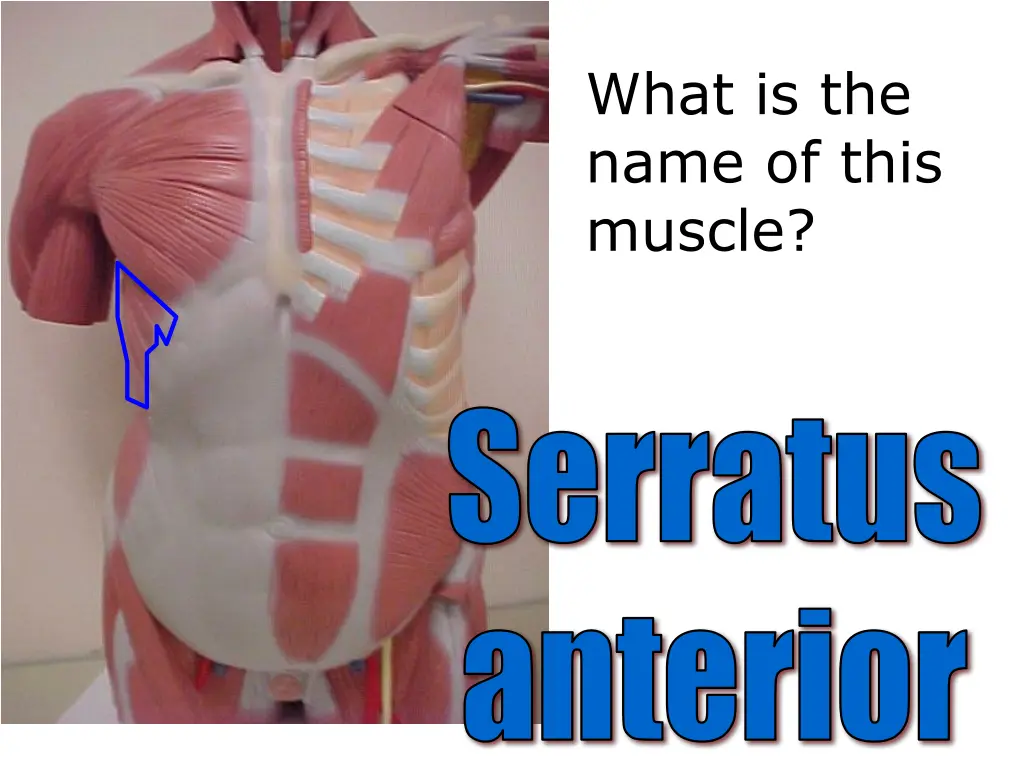 what is the name of this muscle 12