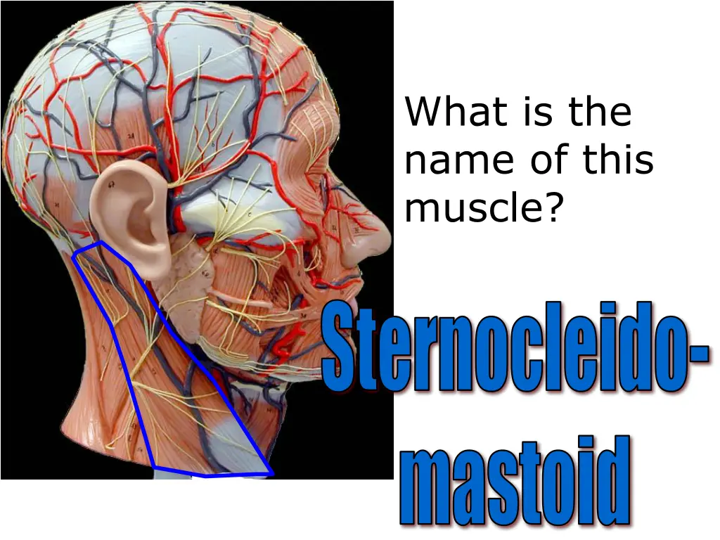 what is the name of this muscle 16