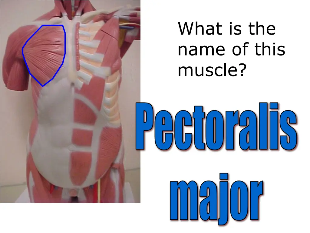 what is the name of this muscle 3