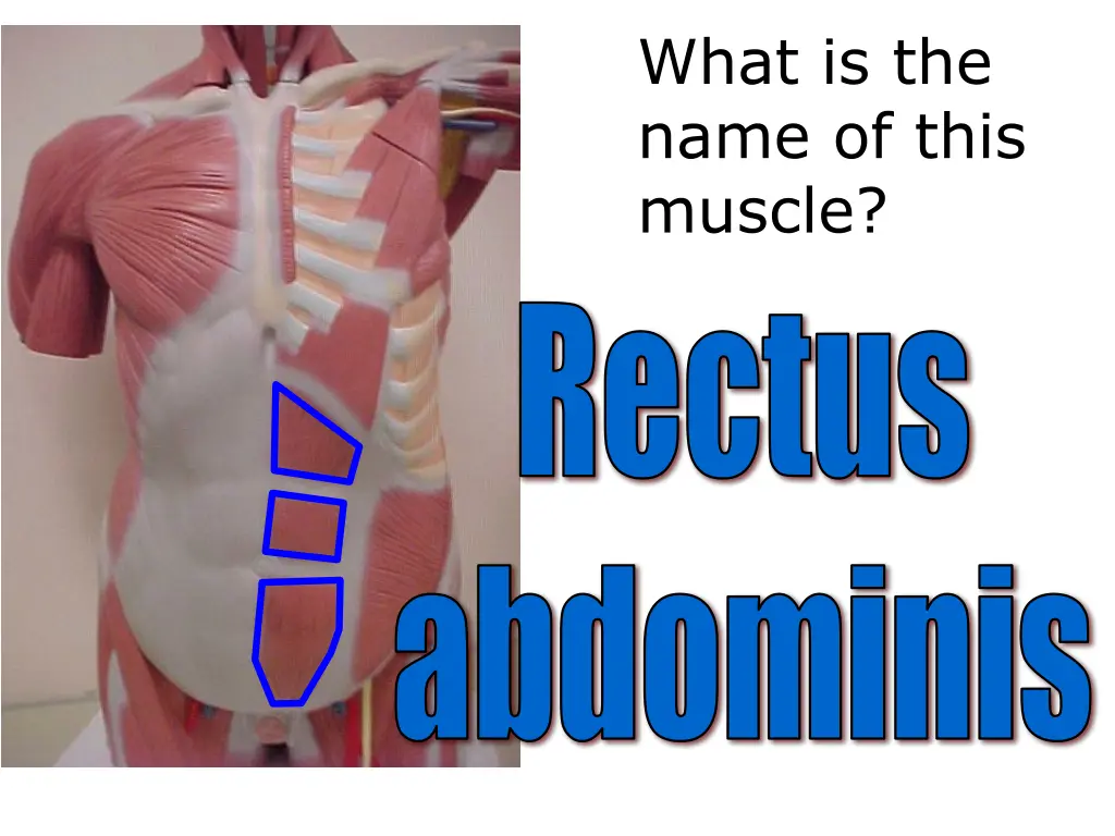 what is the name of this muscle 4