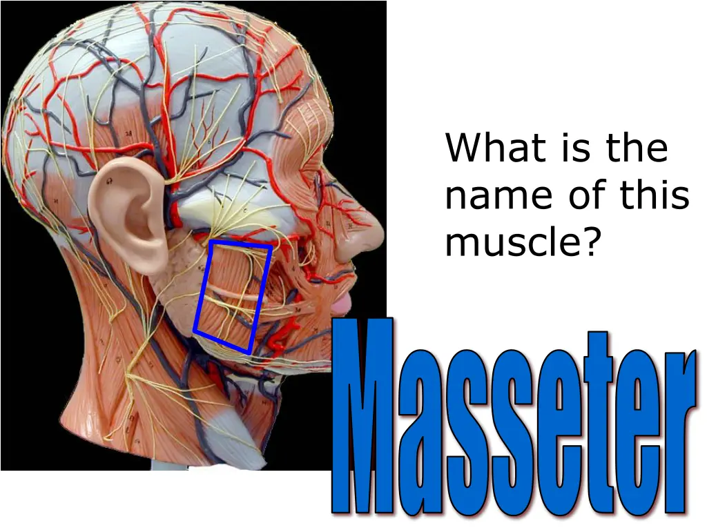 what is the name of this muscle 6
