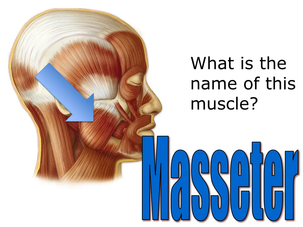 what is the name of this muscle 7