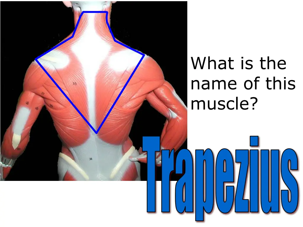 what is the name of this muscle 8