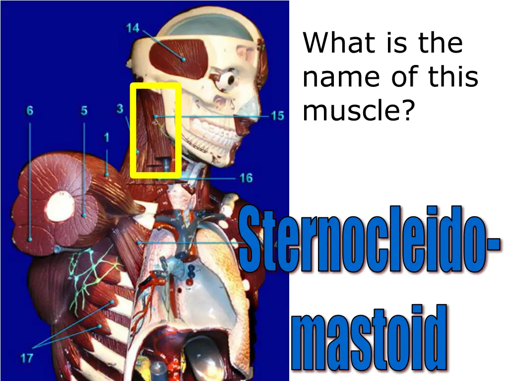 what is the name of this muscle 9