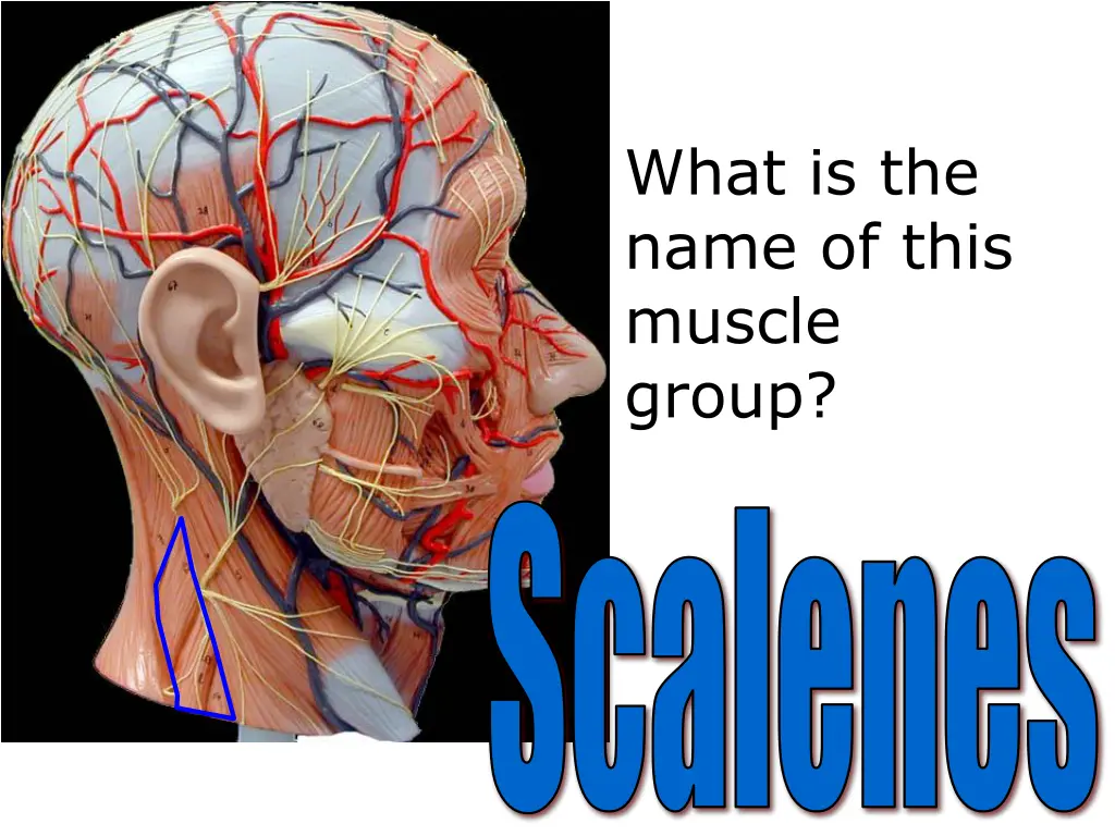 what is the name of this muscle group
