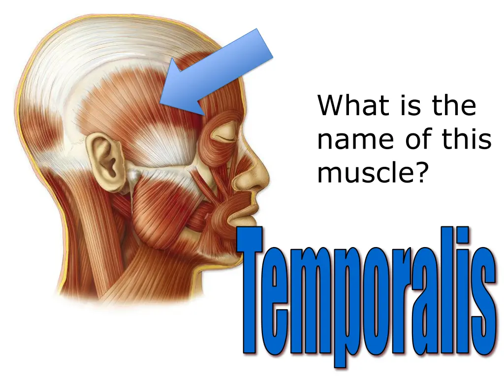 what is the name of this muscle