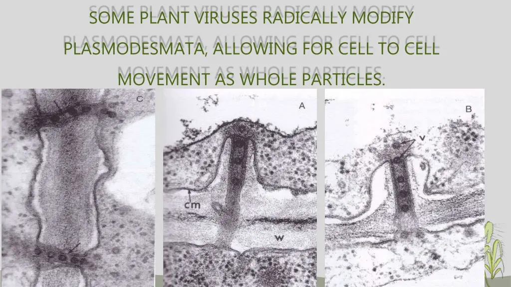 some plant viruses radically modify
