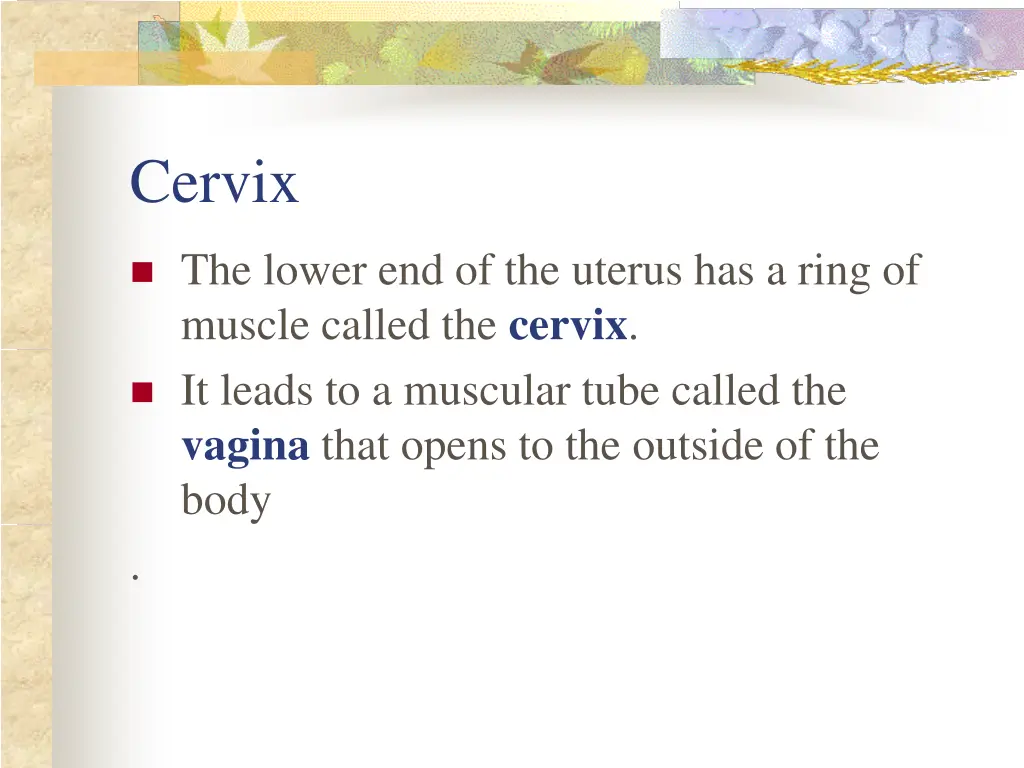 cervix
