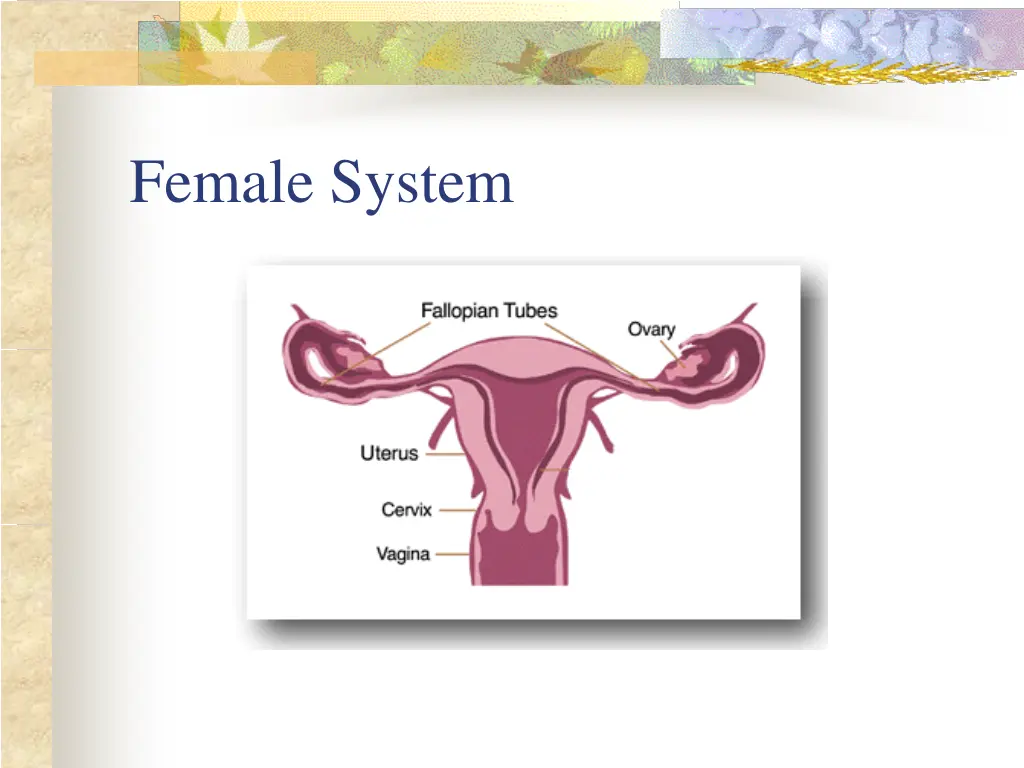 female system