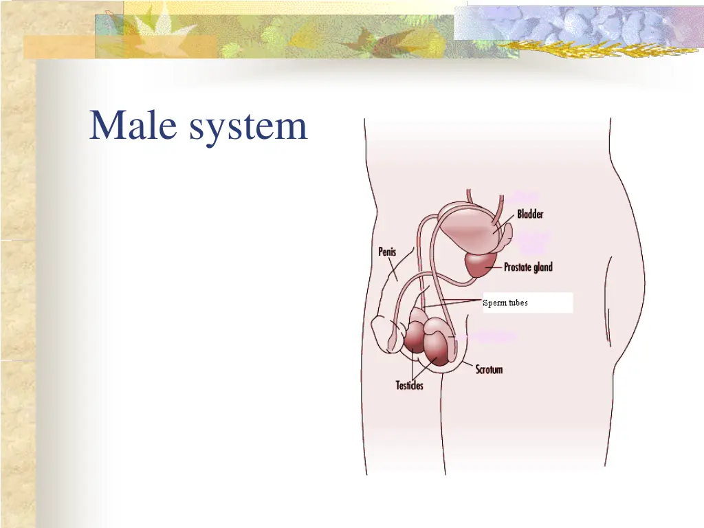 male system