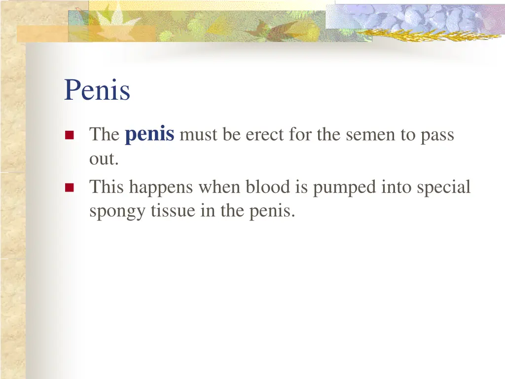 penis