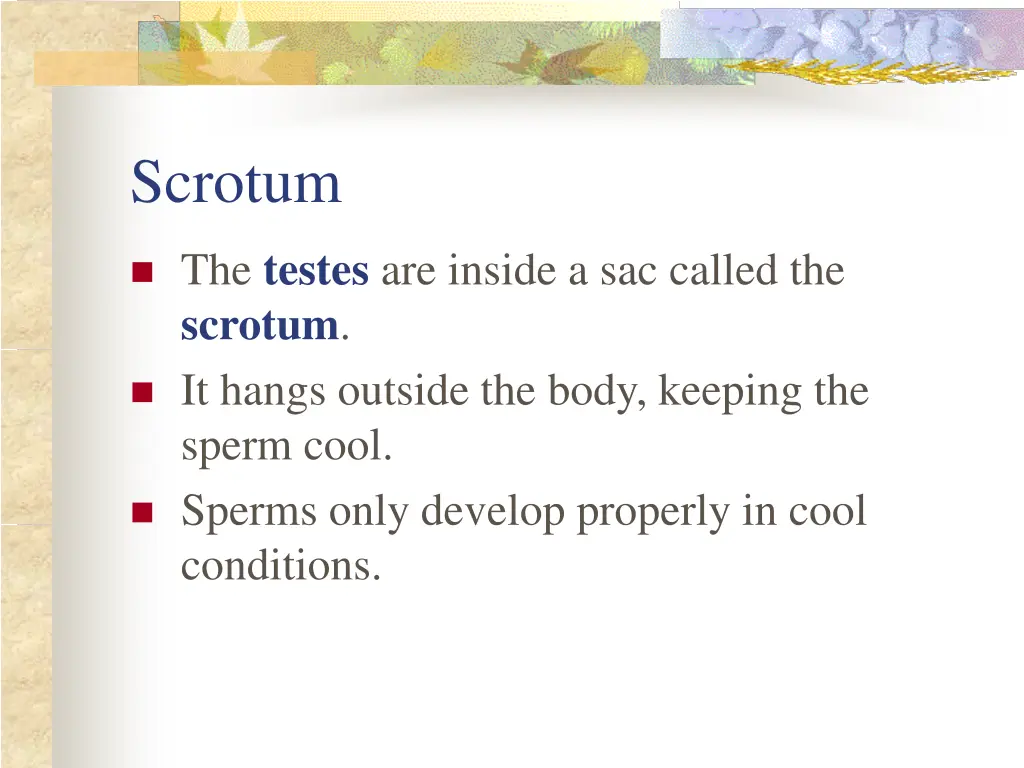scrotum