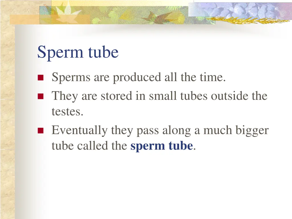 sperm tube