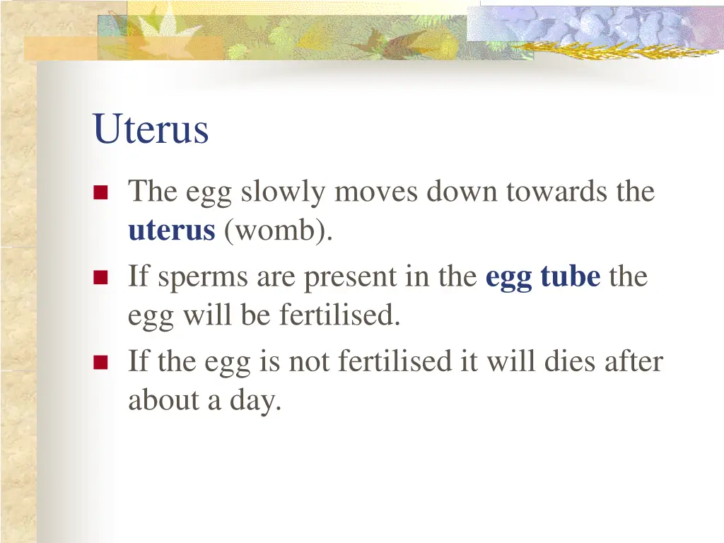 uterus