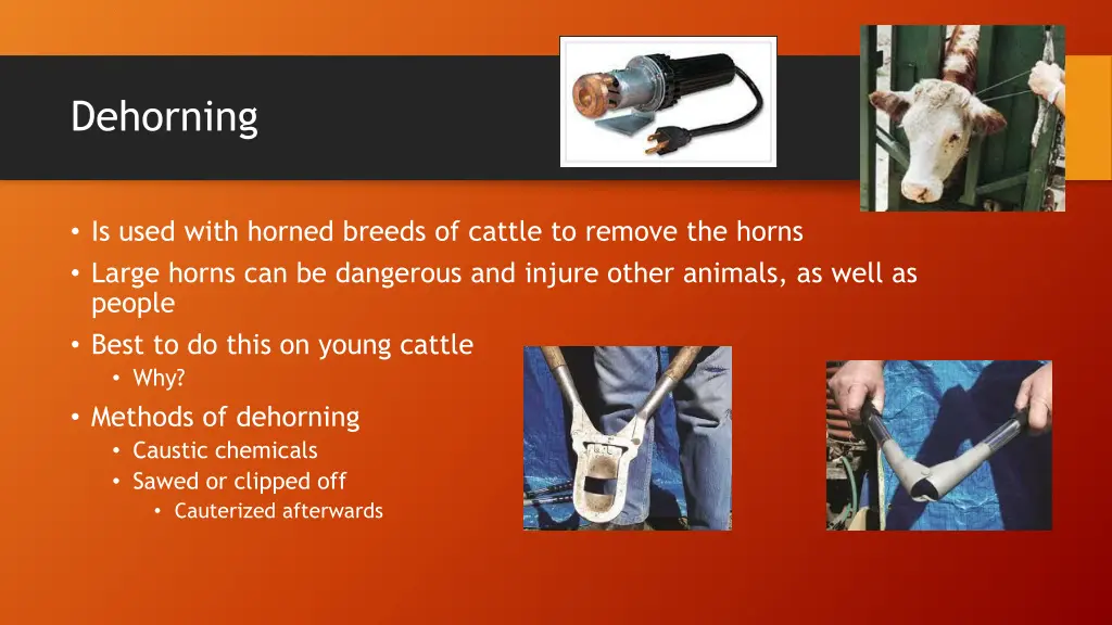 dehorning
