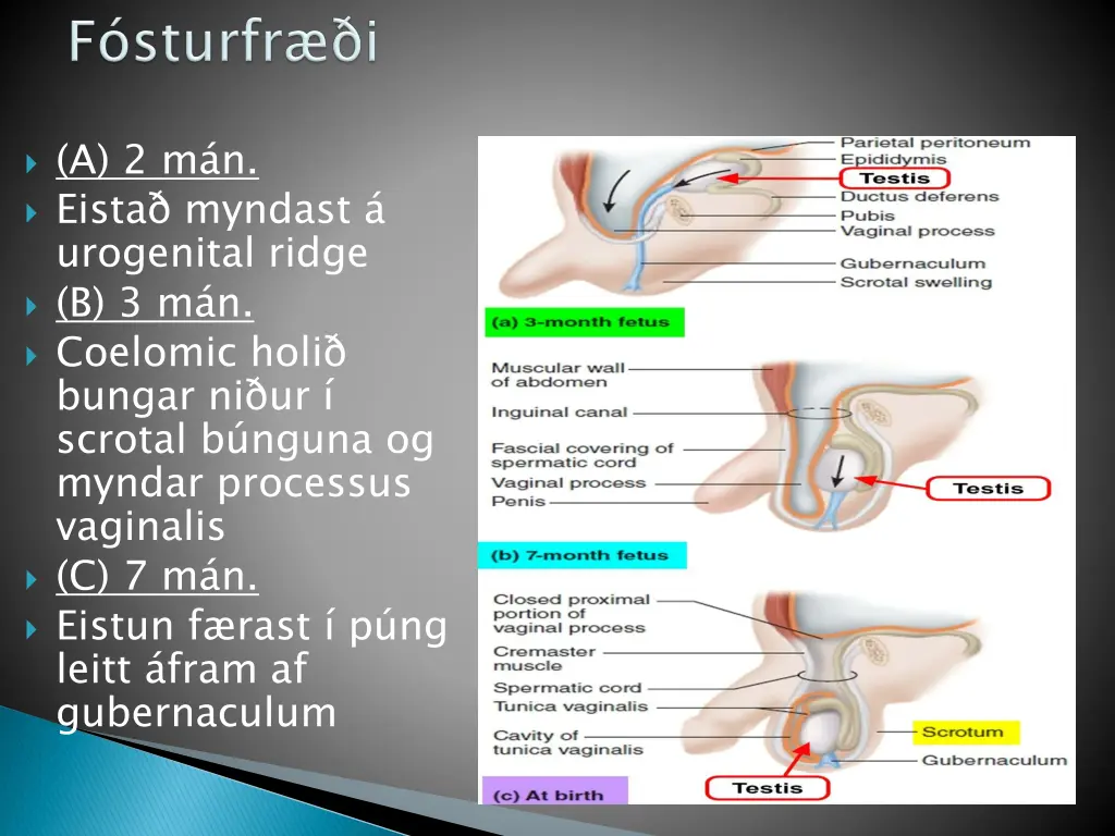 a 2 m n eista myndast urogenital ridge