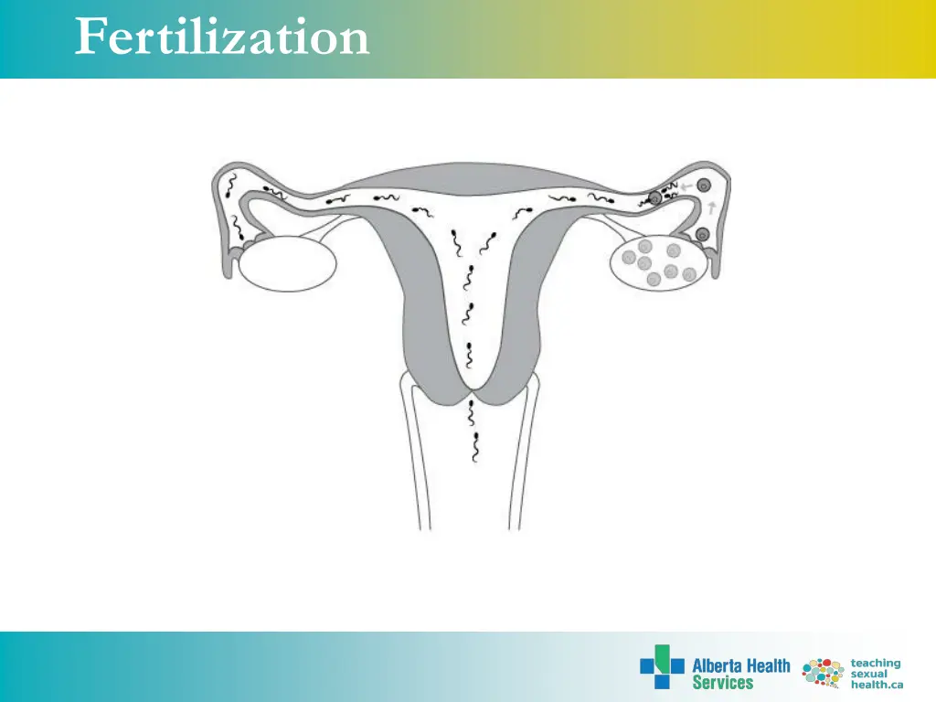 fertilization