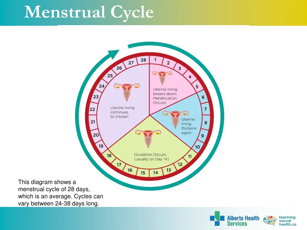 menstrual cycle