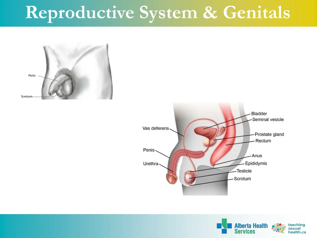reproductive system genitals 1