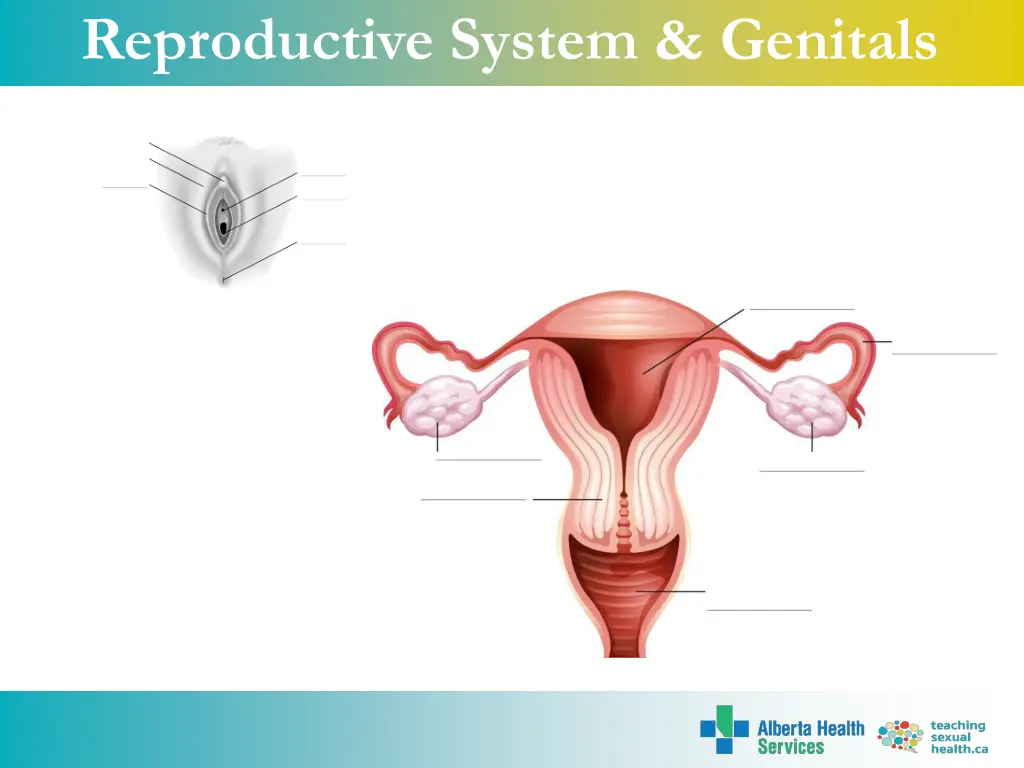 reproductive system genitals 2